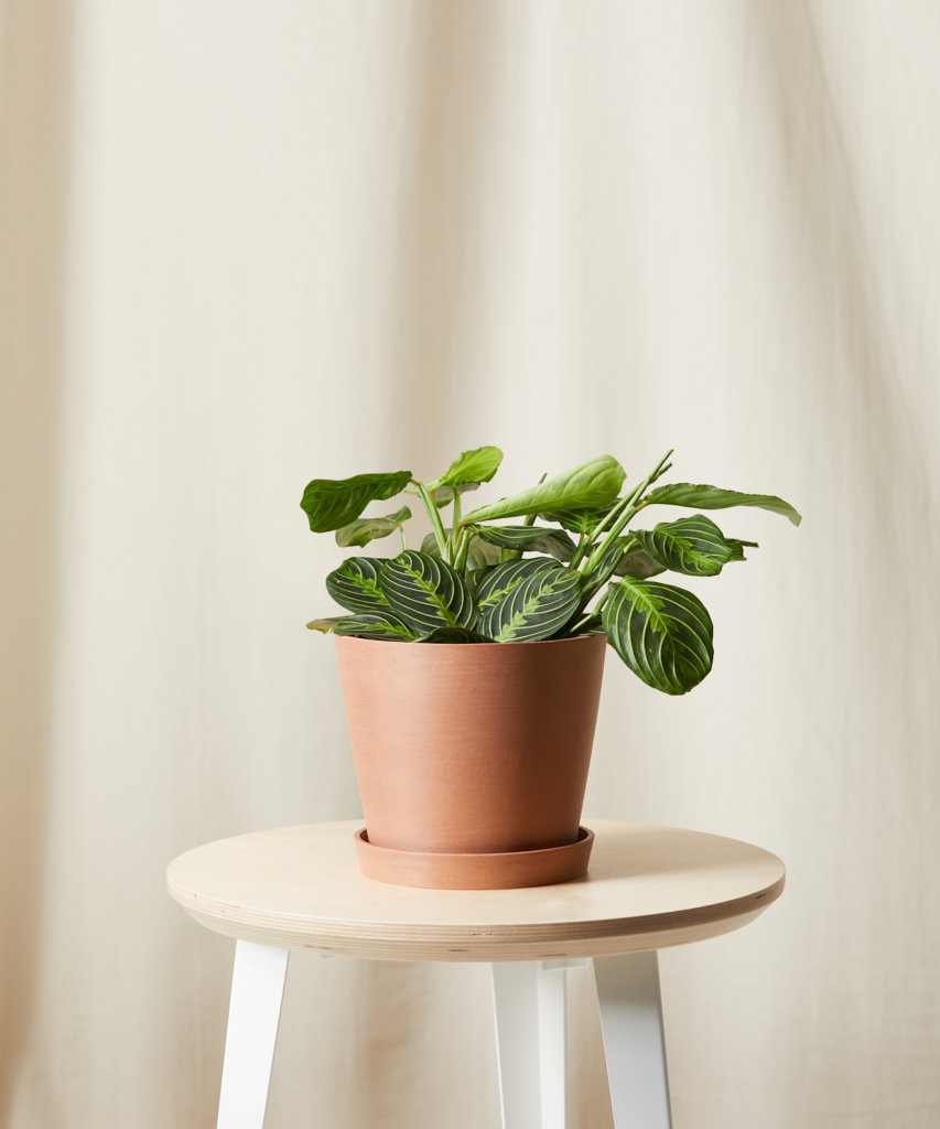 Buy Bloomscape Potted Neon Prayer Plant