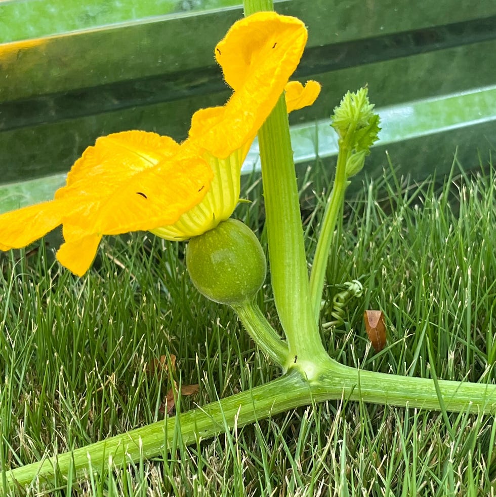 a vibrant pumpkin flower blooms near a green fruit that is still developing