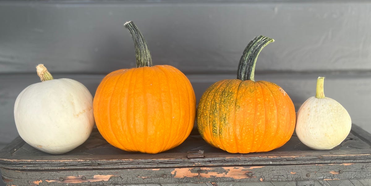 Each factor I Realized As a First-Time Pumpkin Farmer