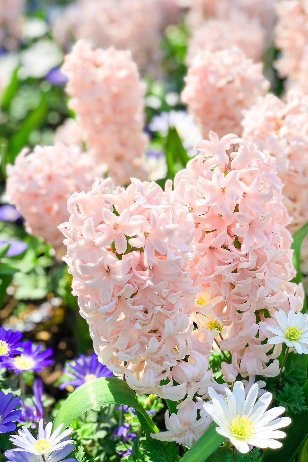 how to grow hyacinths