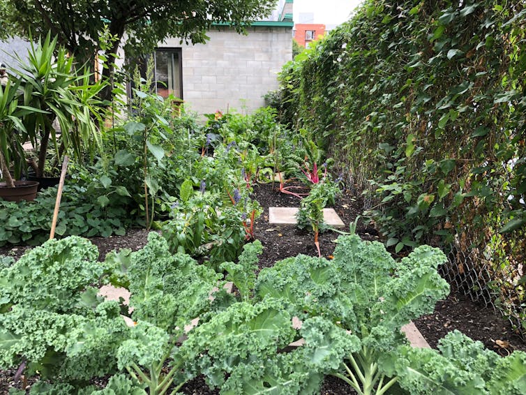 Kale seen growing in a garden.