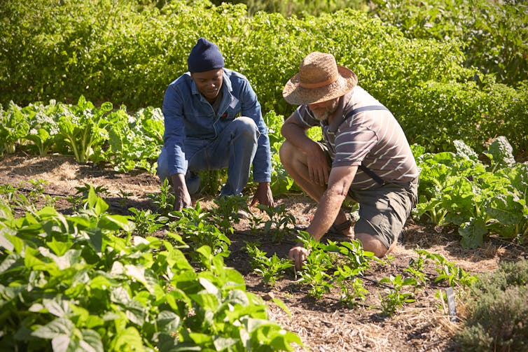 Two men crouching in a community garden