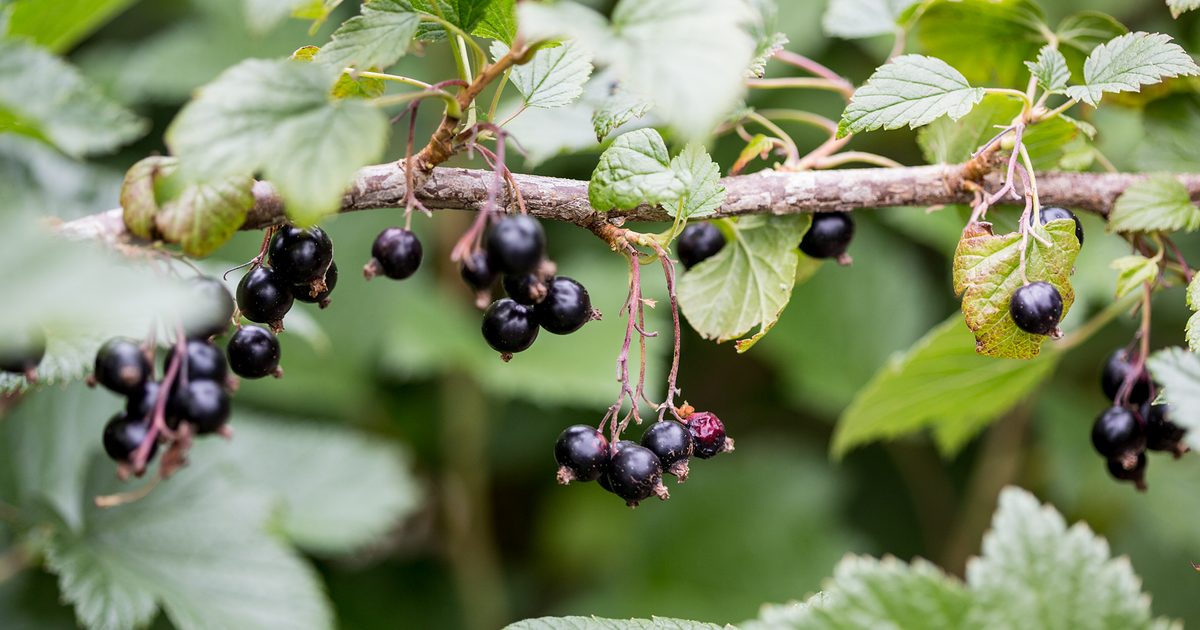 Tips about learn how to Develop Blackcurrants | BBC Gardeners World Journal