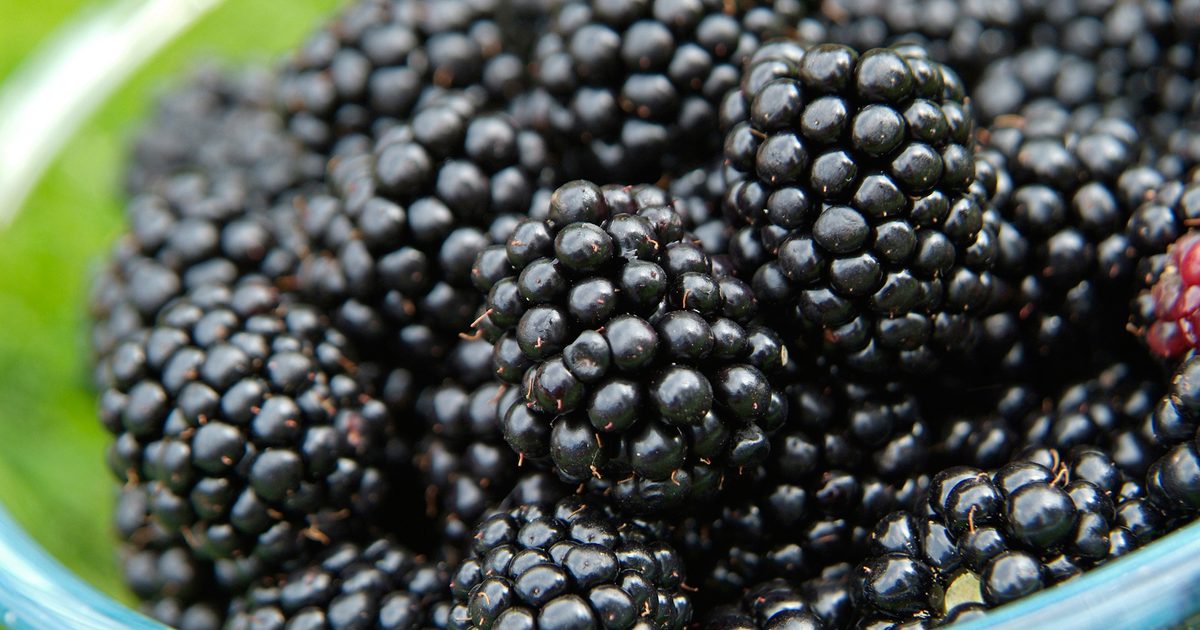 How To Develop Blackberries (in photographs) – gardenersworld.com