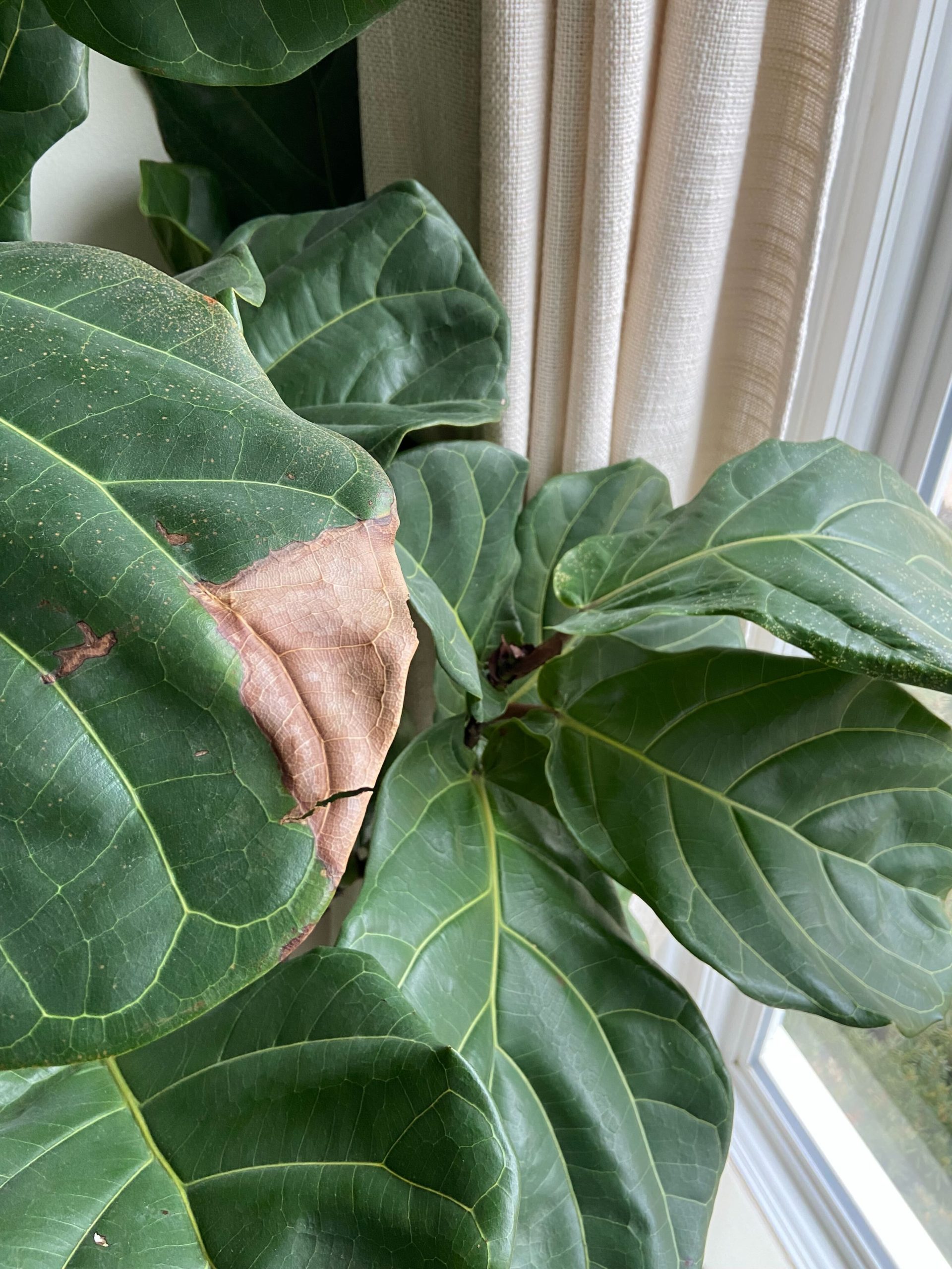 Develop-How® Tip: Why Does My Plant Have Brown Crispy Leaves?