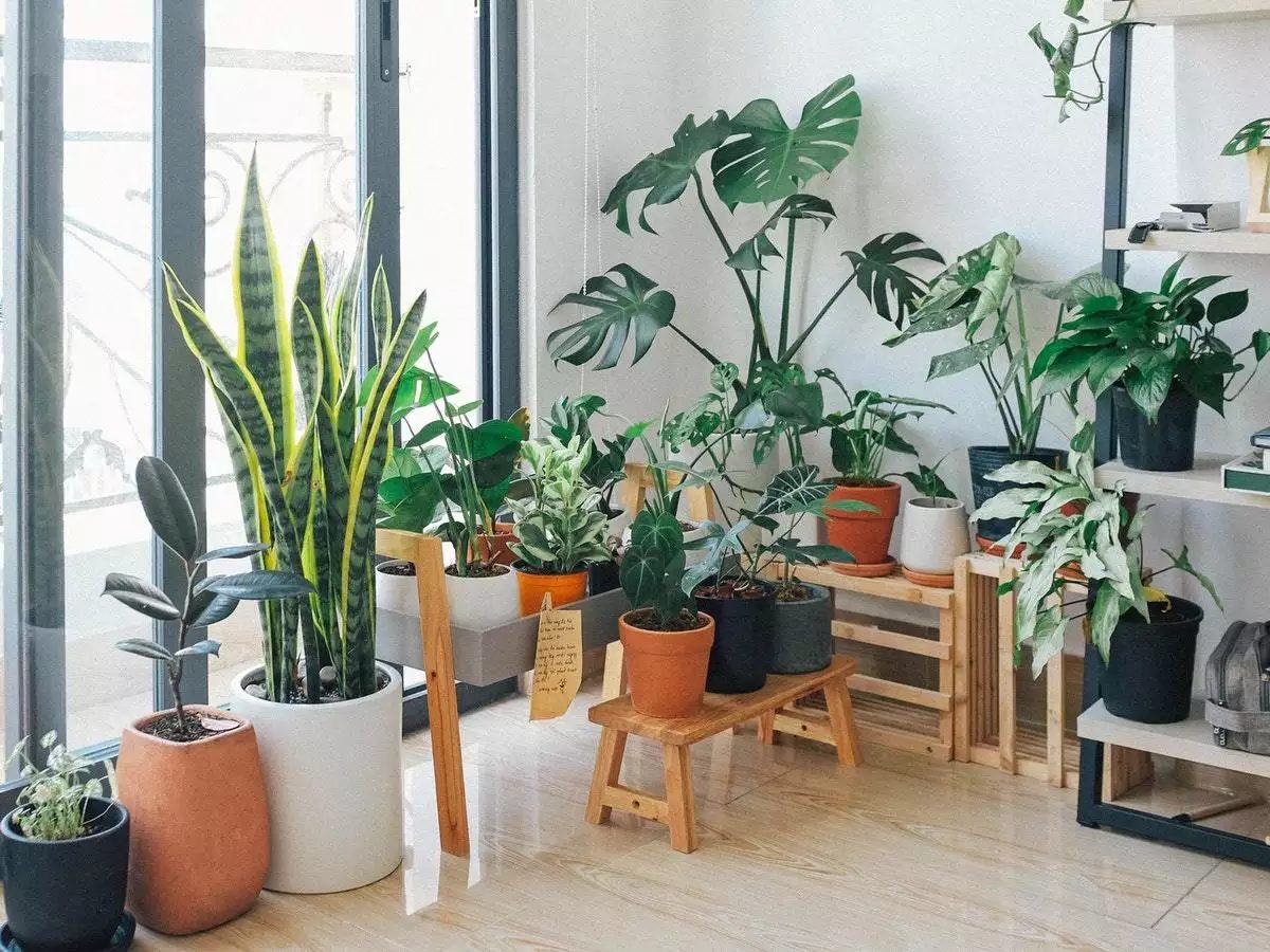 Rising an Indoor Yard: 5 Vegetation that