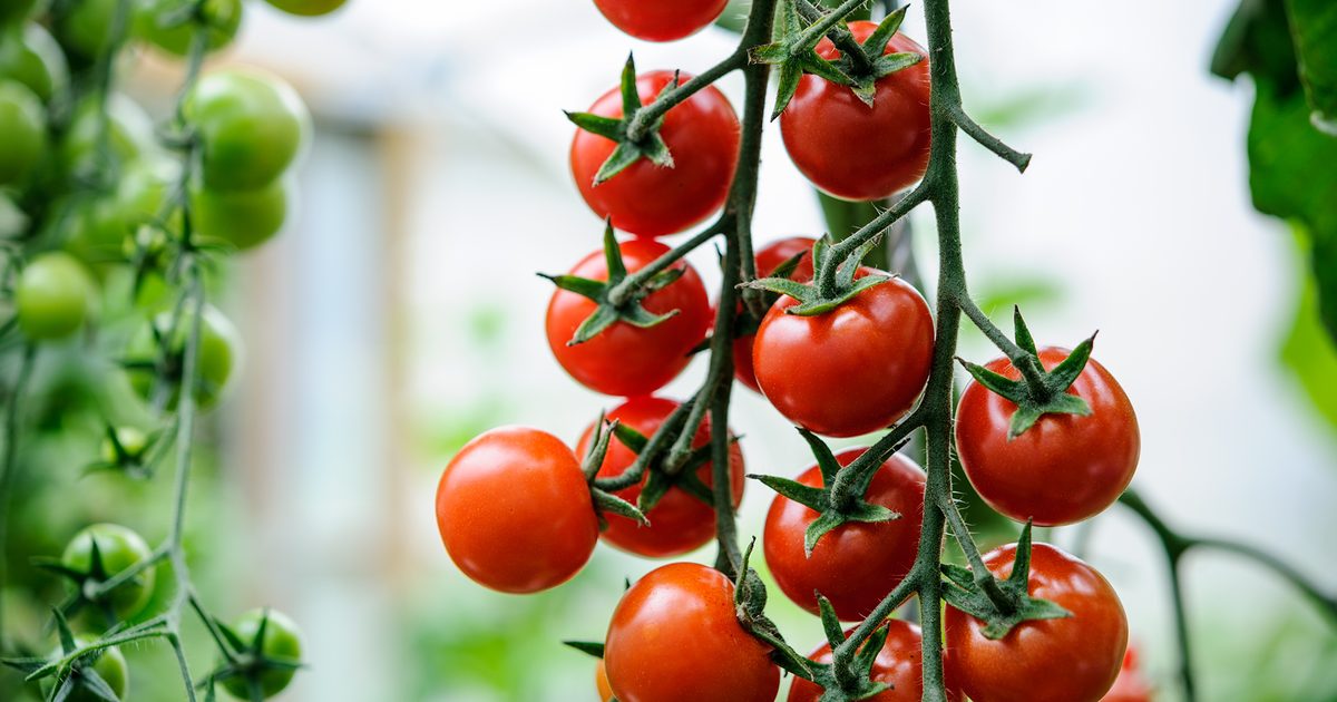 5 Cherry Tomatoes to Develop