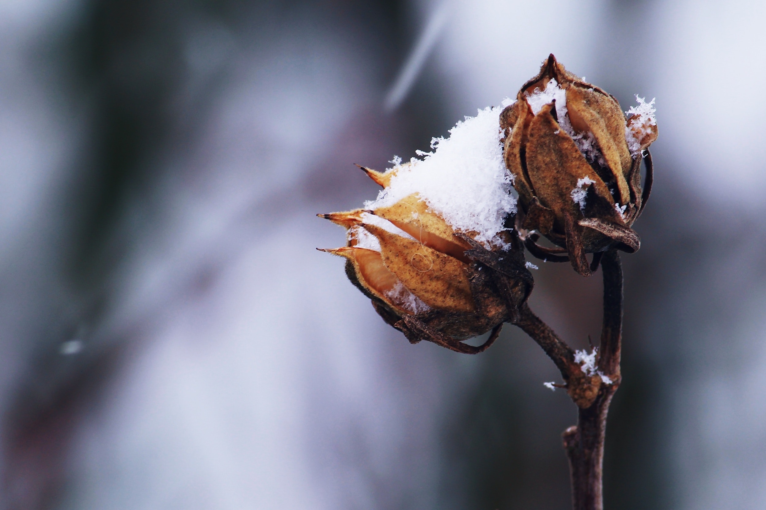 5 Strategies to Get Your Yard “Restore” Inside the Winter