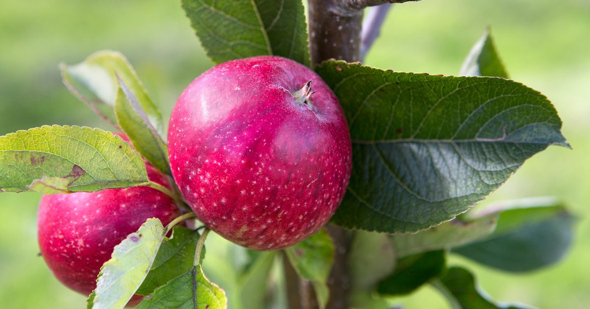 Most interesting Apple Varieties to Develop