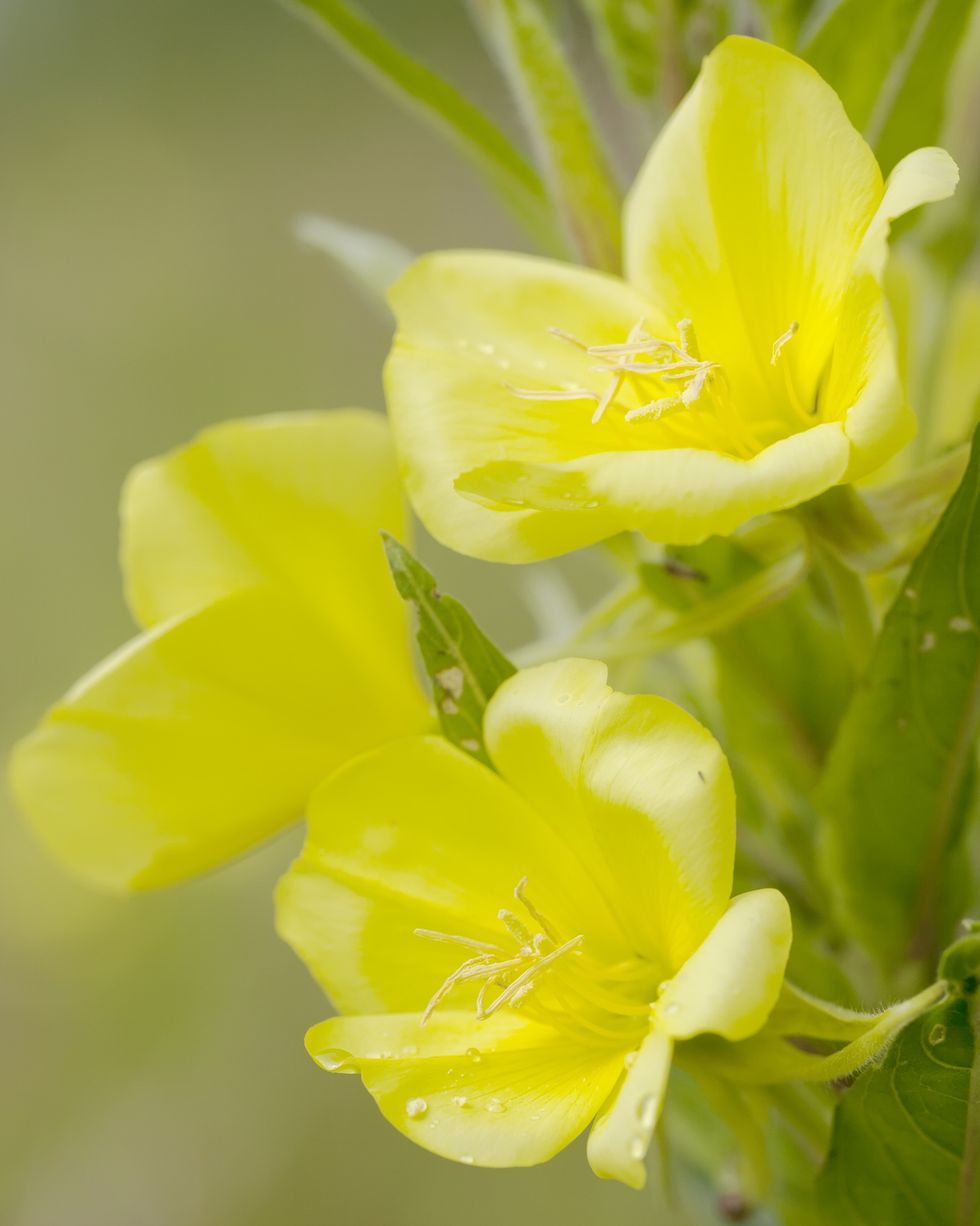 evening primrose oenothera biennis