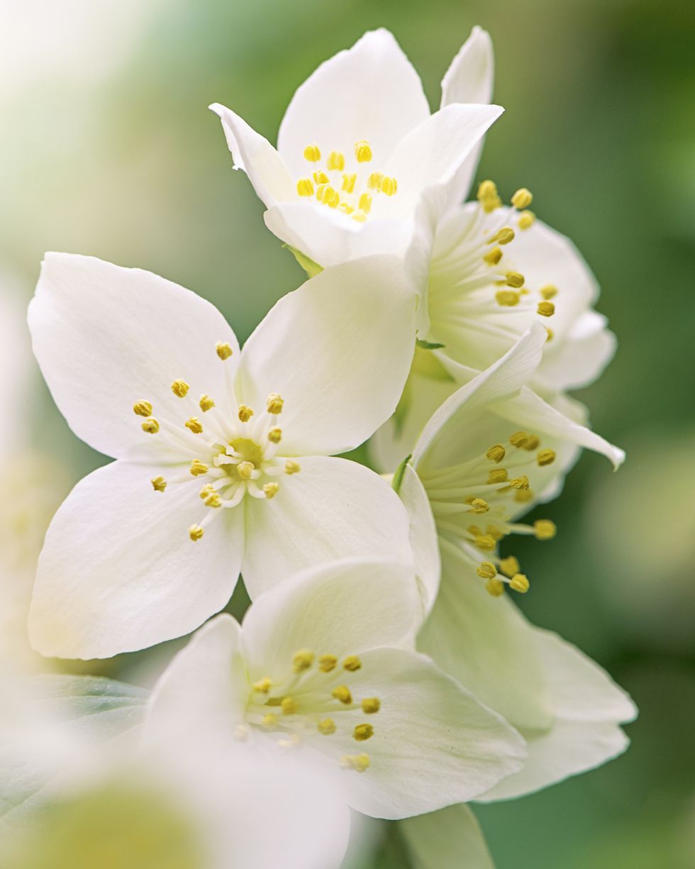 close up image of a mock orange shrub, white summer flower also known as philadelphus, image taken against a soft background