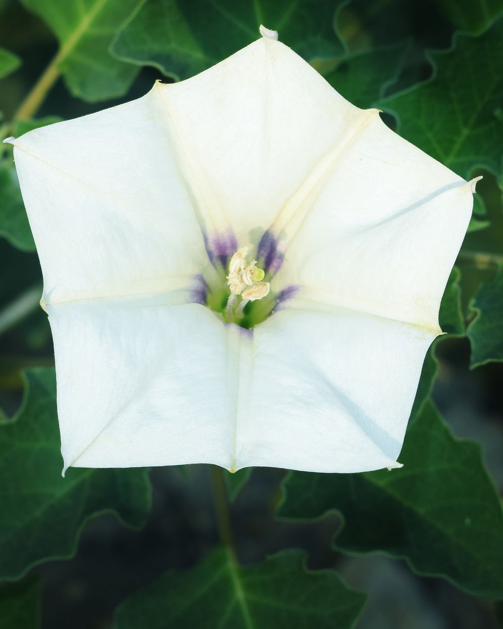 bright white flower of devil's weed plant dhatura stramonium solanaceae family