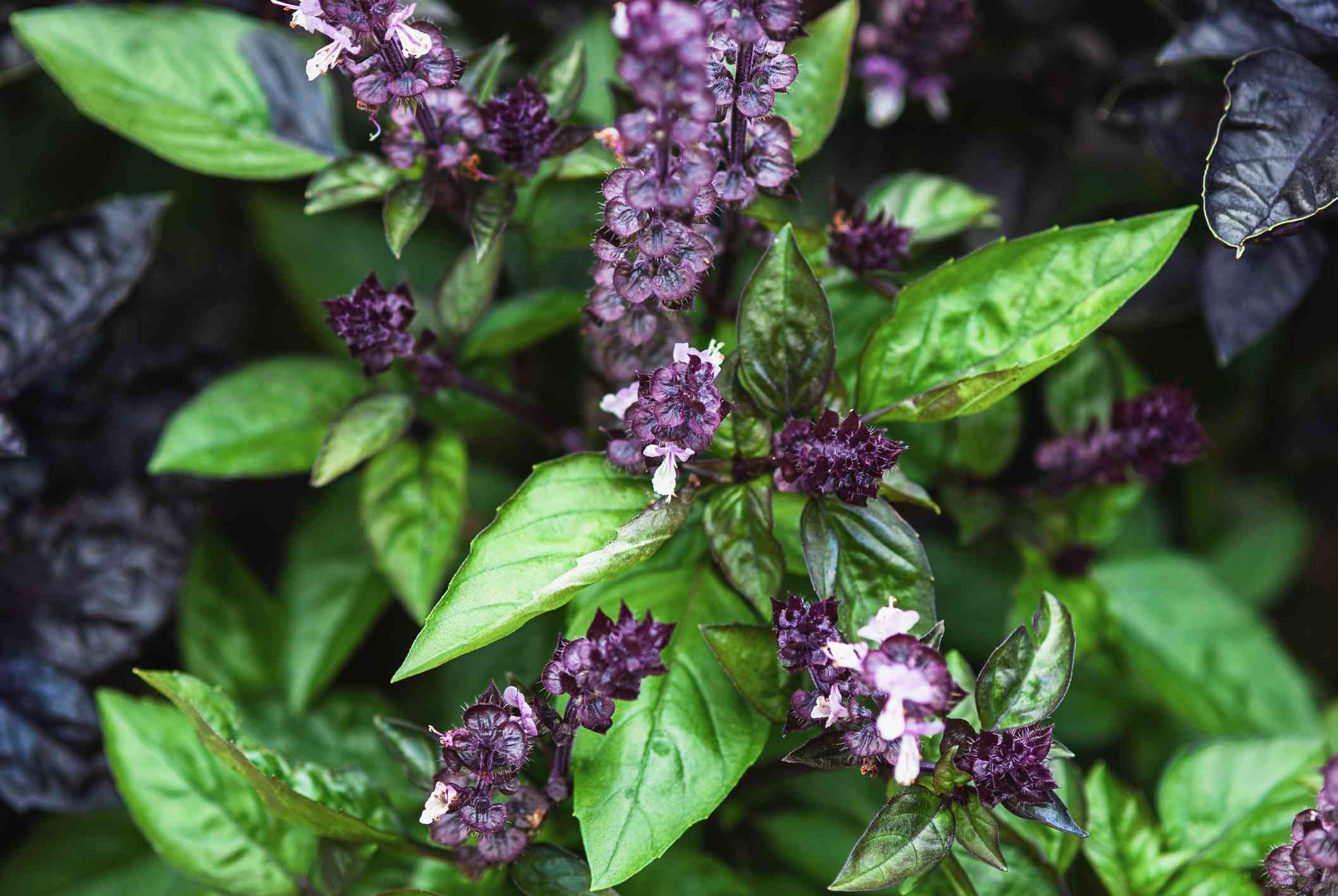 What Is Cinnamon Basil? Right here is Learn the way to Develop It