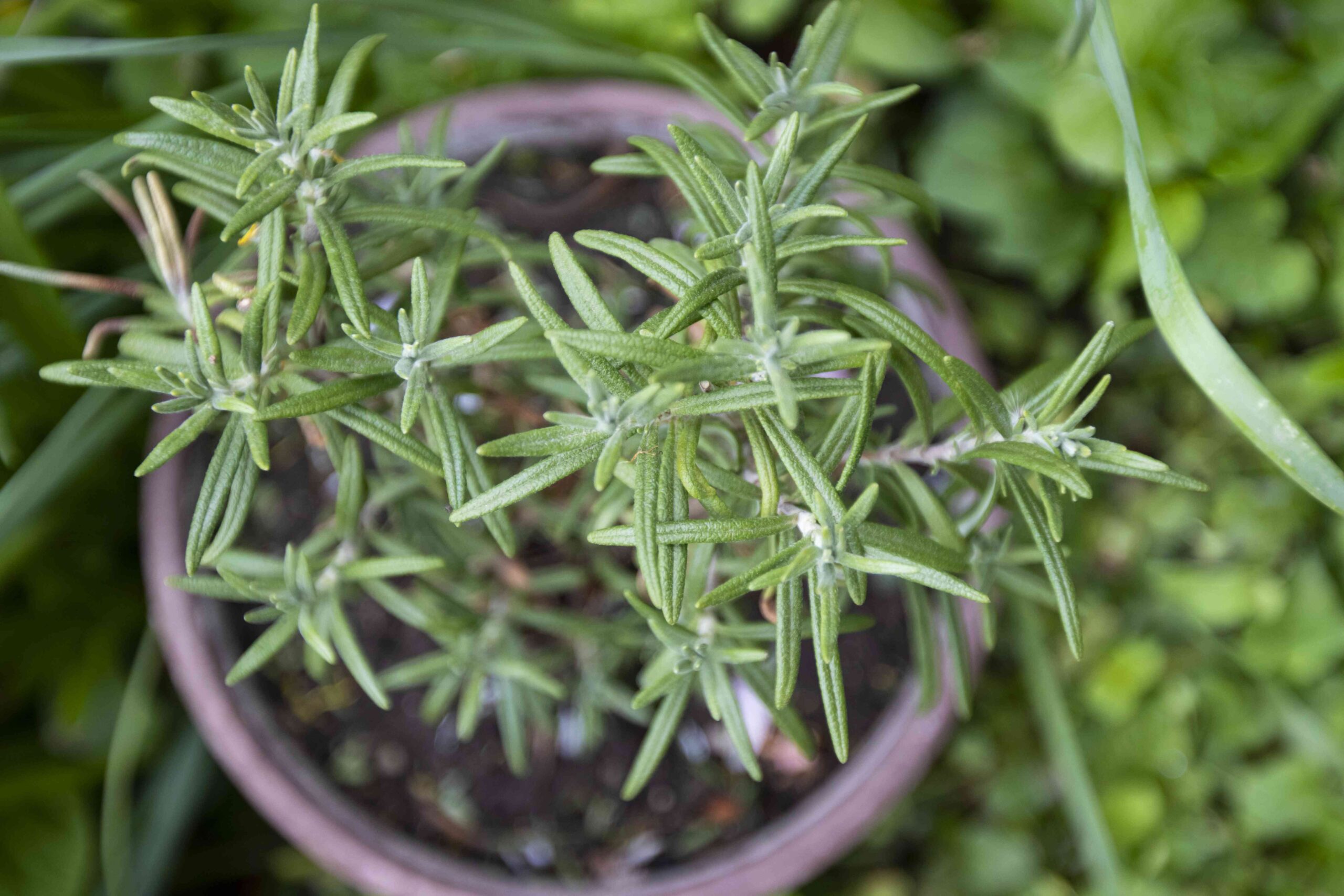 Develop Rosemary From Seed: 3 Straightforward Steps