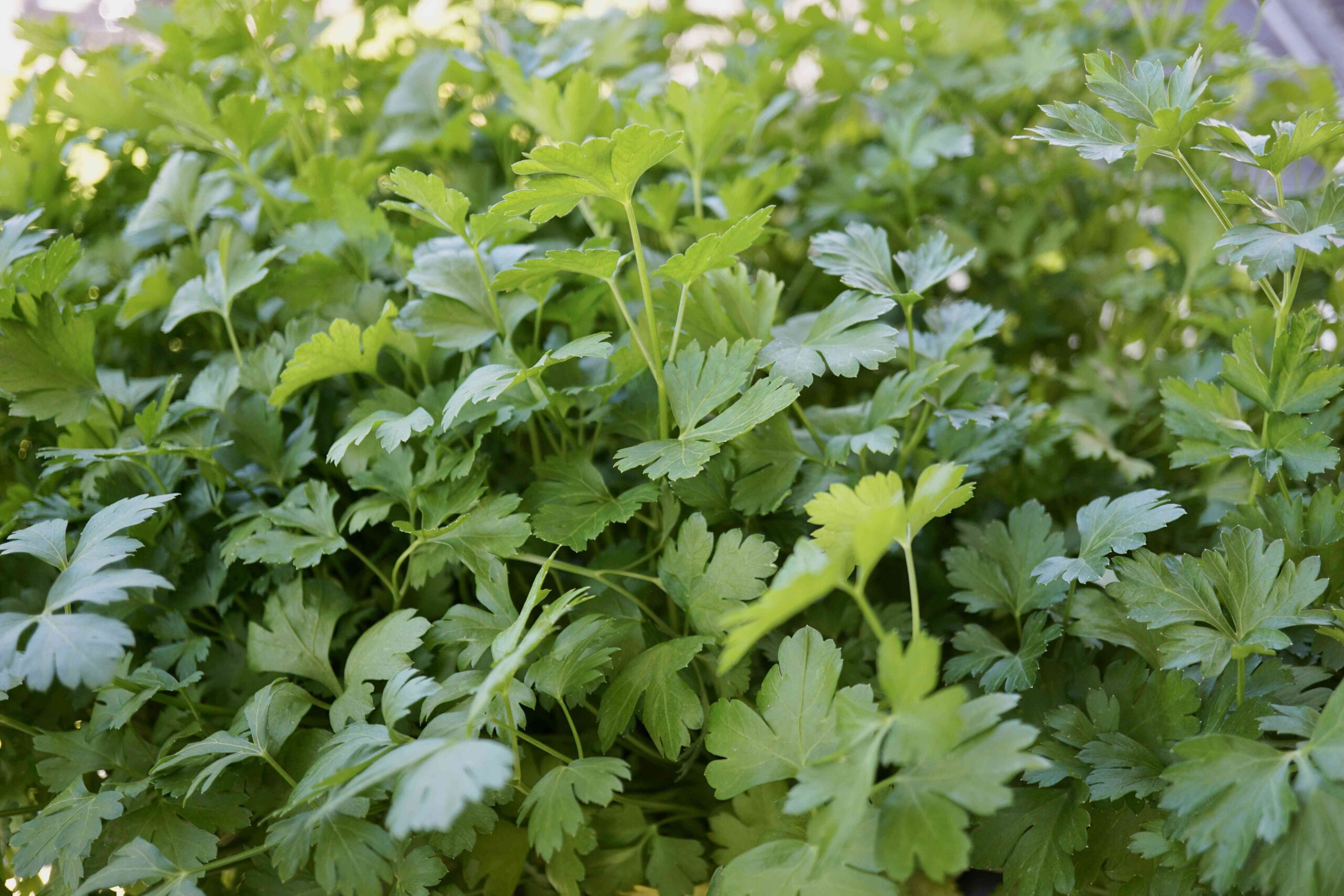 15 Parsley Companion Crops for a Extra wholesome, Stronger Yard