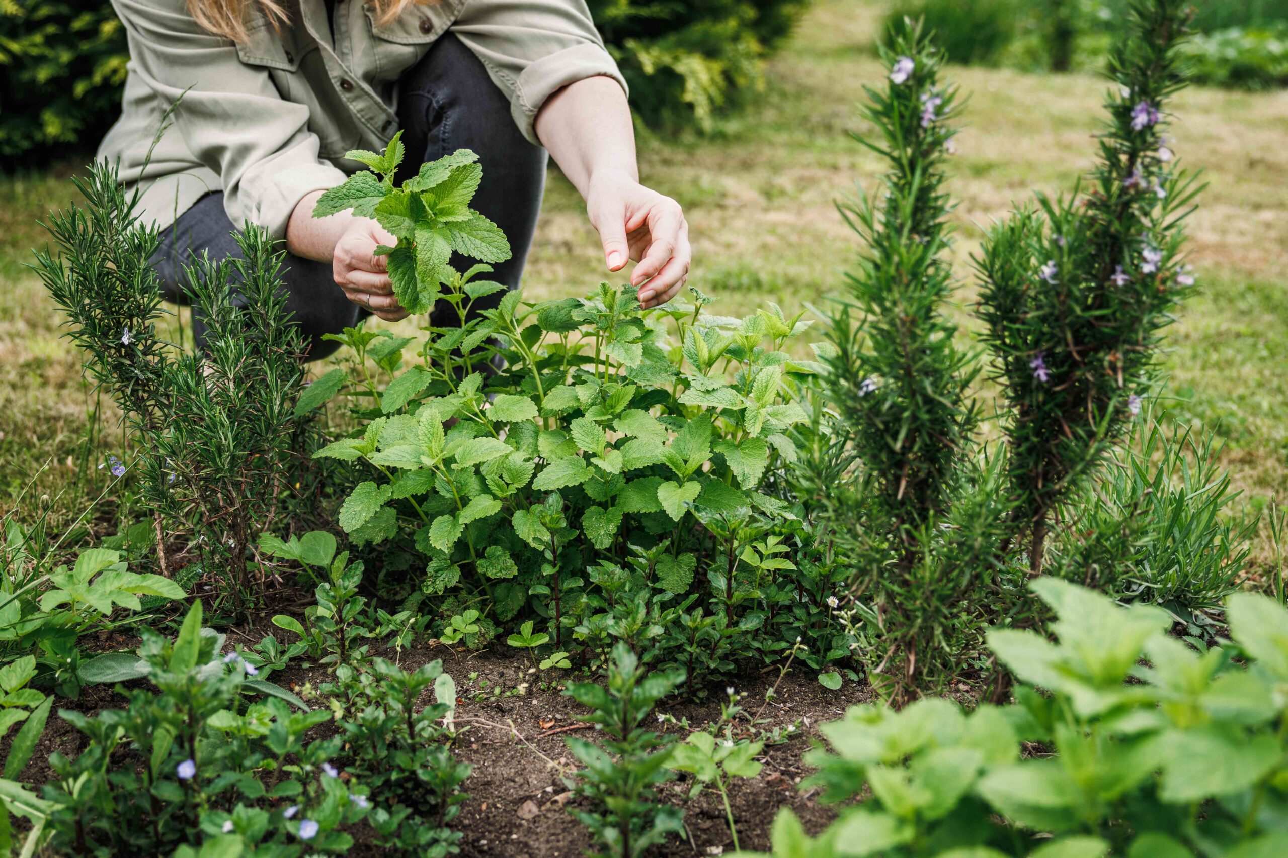 14 Herbs That Can Be Planted Collectively for an Aromatic Yard