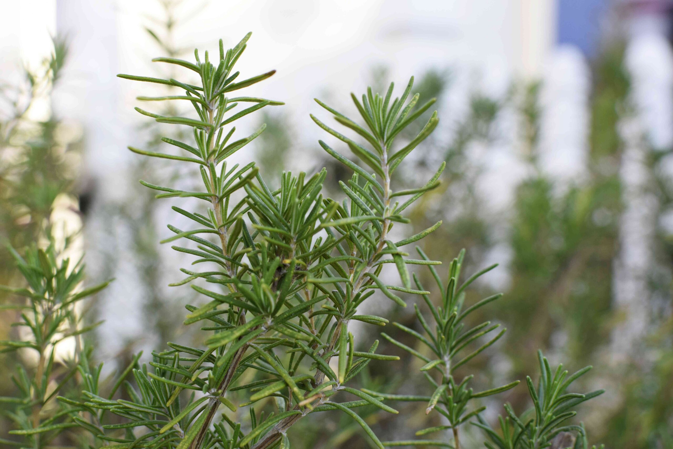 25 Best Companion Vegetation for Rosemary (and 5 to Skip)