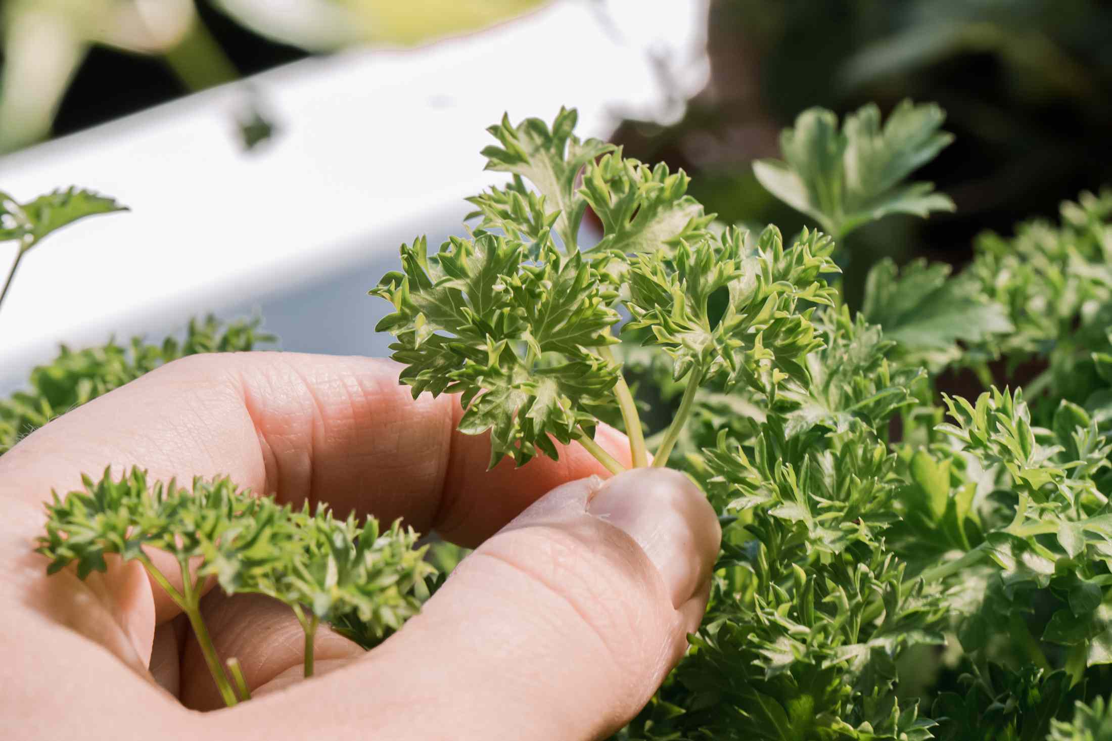 Simple strategies to Harvest Parsley and Protect It Healthful