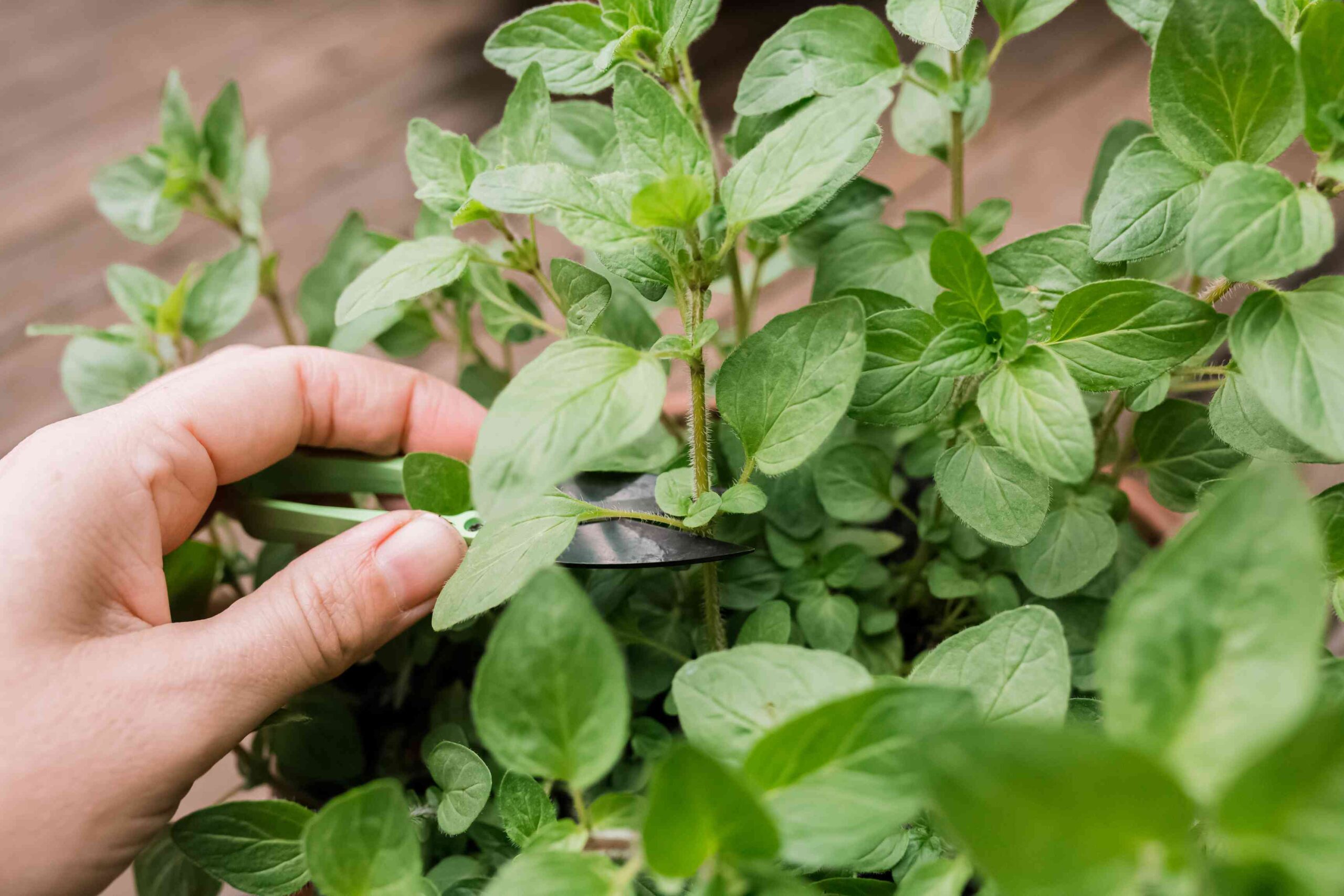 How and When to Harvest Oregano for Dried and Up to date Use