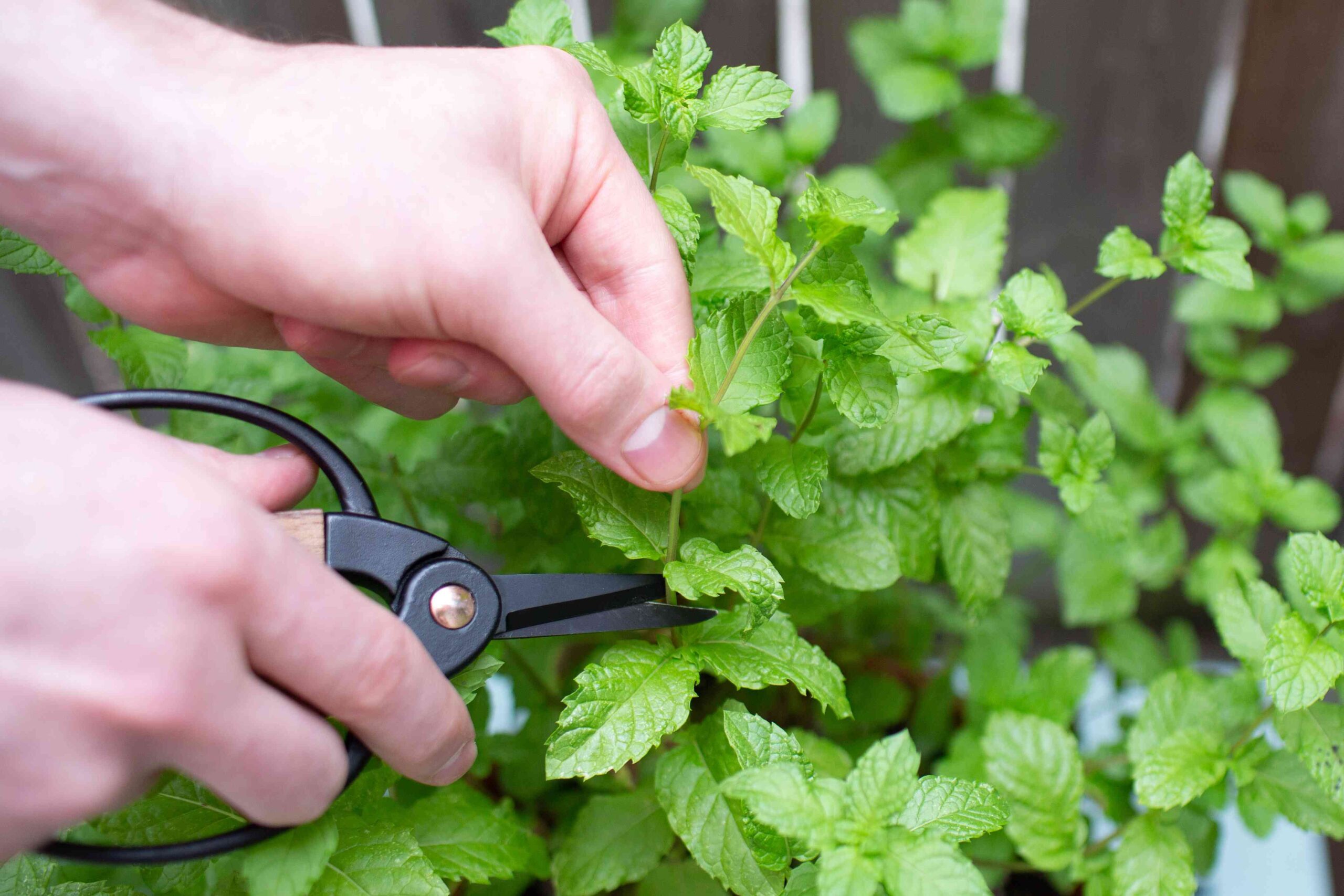 How and When to Harvest Mint Vegetation