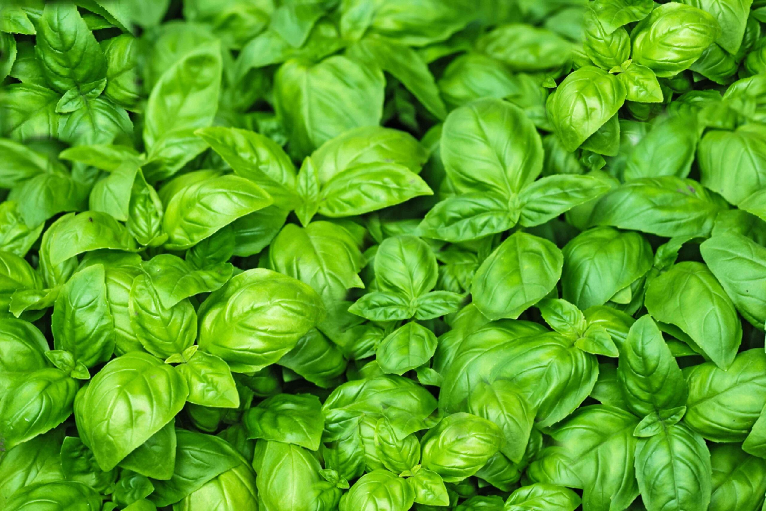 Is Basil a Perennial, and Will It Come Once more Subsequent 12 months?