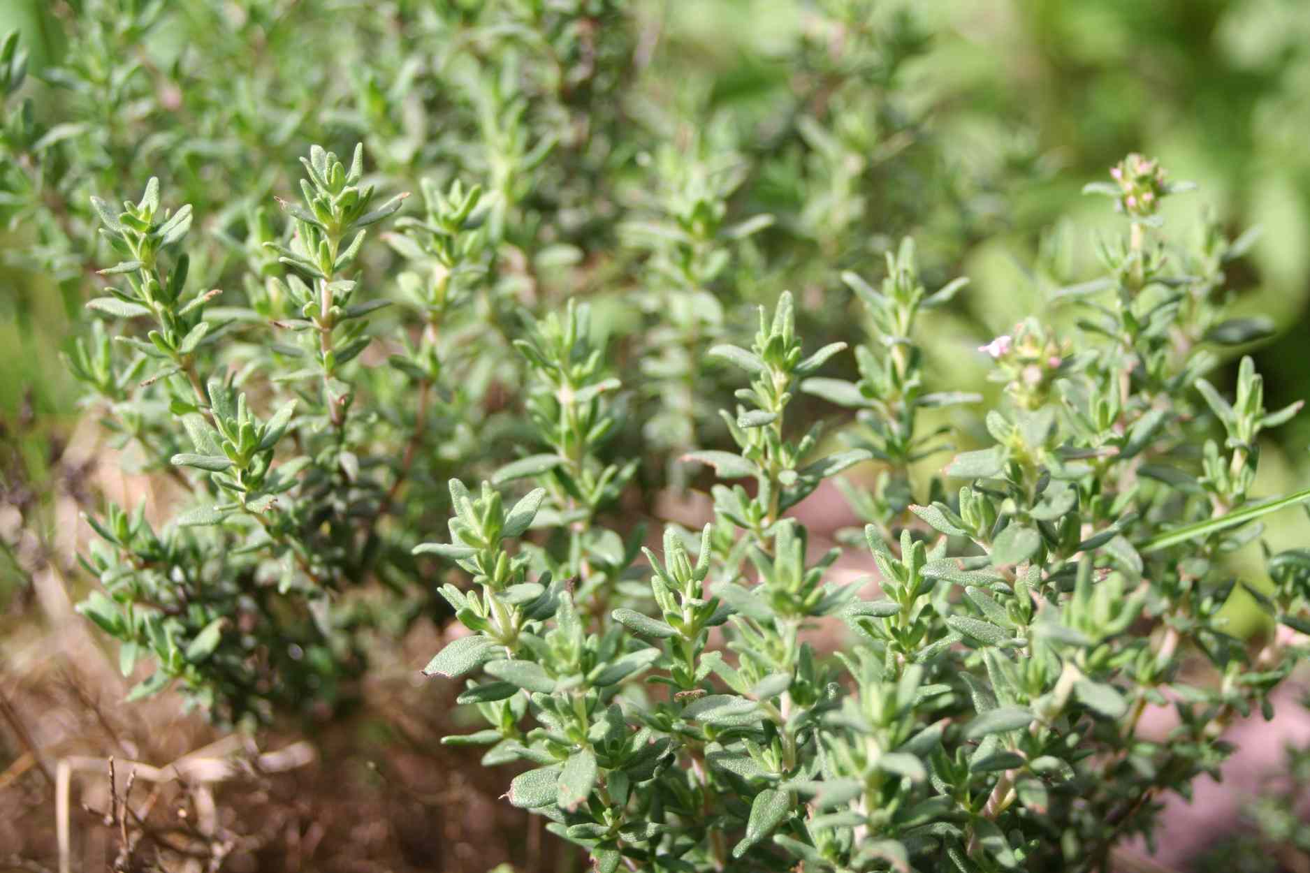 How and When to Harvest Thyme With out Killing It