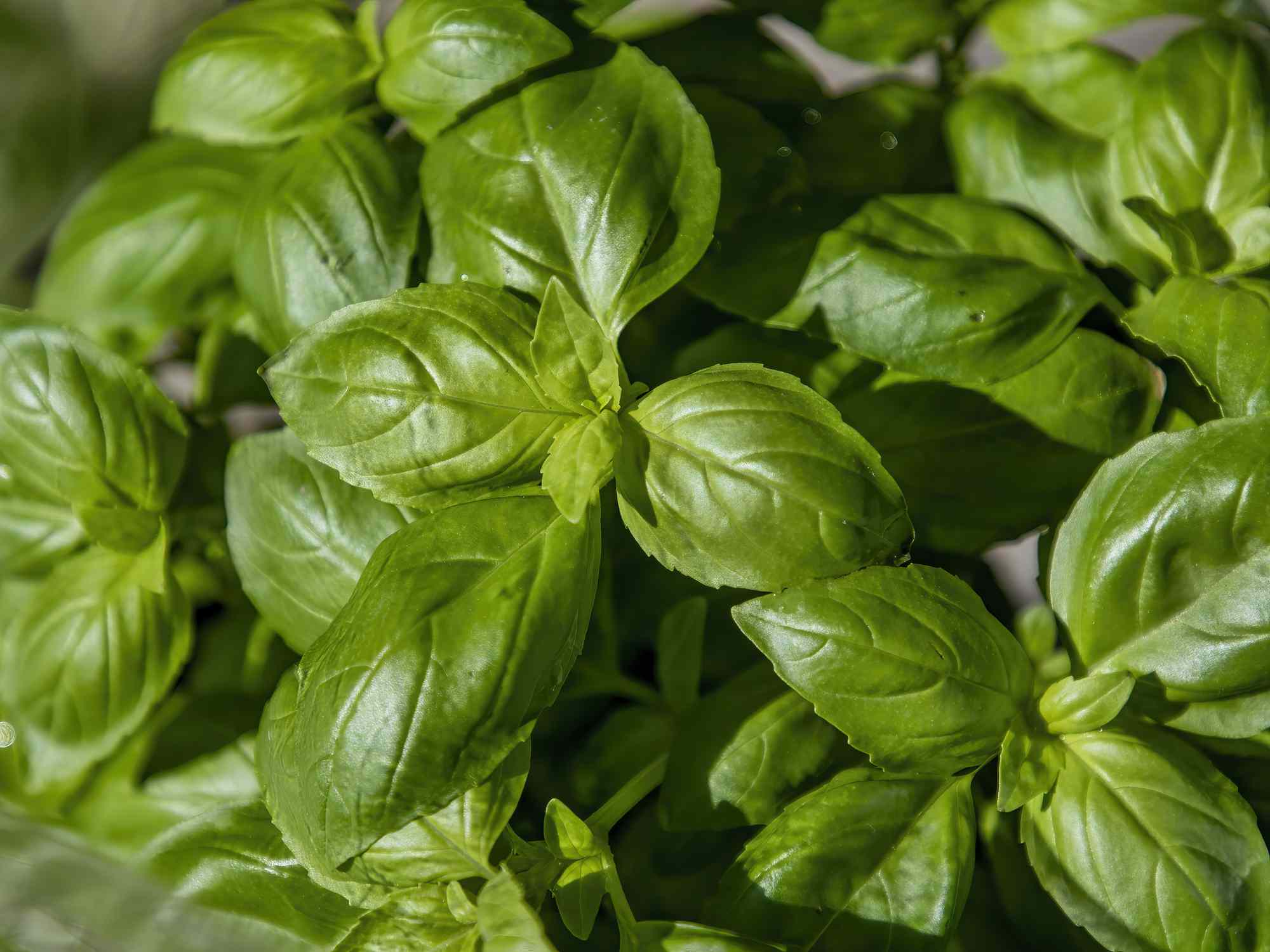 20 Basil Companion Vegetation to Improve Growth and Cease Pests